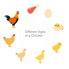 The life of a chicken, different ages of chicken, vector illustration