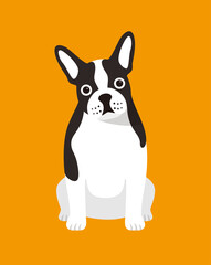 French bulldog dog is sitting waiting for taking a picture.