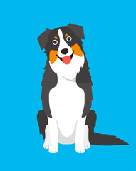 Australian Shepherd dog is sitting waiting for the master's order