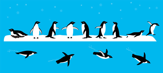 Adelie Penguin standing on the ground, slipping on the ice, swimming on the sea - obrazy, fototapety, plakaty