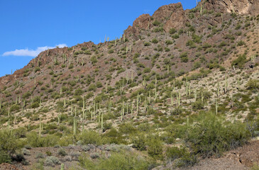 Fototapeta na wymiar Saguaro forest - Picacho Peak State Park, Arizona