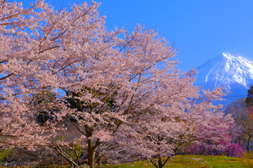 Cherry Blossoms in Sakuranosono Park and Mt. Fuji Fujinomiya City 04/08/2022