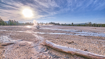 Dead tree on the geothermal in the yellowstone. Selective Focus on the tree