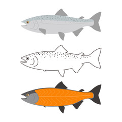 Salmon meat, seafood raw part, vector illustration