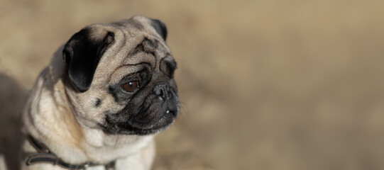 Obraz premium Portrait, small dog breed Pug