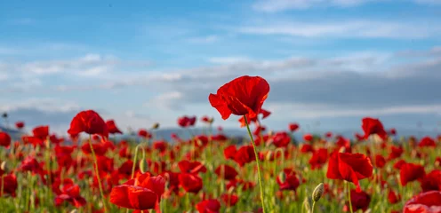 Rolgordijnen Anzac Dat. Remembrance day. Summer meadow with flowers. Red poppy flower posters, banner, header for website. © Volodymyr