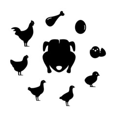 The life of a chicken, different ages of chicken, vector illustration