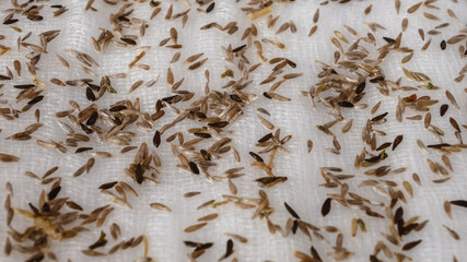 microgreen seedlings in the process of planting, many seeds on gauze, macro