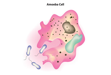 Structural illustration of Amoeba seen under the microscope, Protozoa amoeba cells, kingdom protista, amoeba capturing nutrient foods by pseudopods, Food being engulfed by pseudopods Amoeba cell