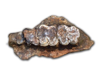 a piece of a piece of dinosaur teeth