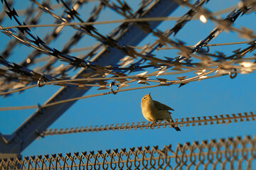 1 Nightingale (Luscinia megarhynchos, Nightingale) between a military barbed wire fence. Sing bird...