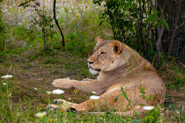 Fototapeta na wymiar The lioness is resting in the shade of the trees.