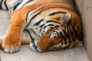 Sleeping Amur tiger close-up. Tiger's Head