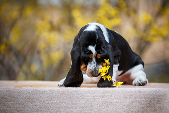 Cute basset hound puppy