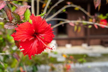 沖縄の民家の軒先に咲く赤いハイビスカス