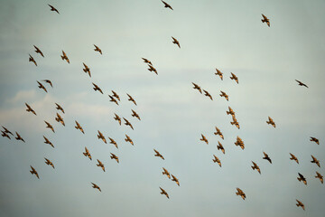 Bird flock of many animals. In front of cyan blue sky with dense clouds.