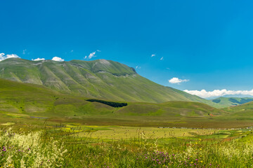 Fototapeta premium Blooming of lentil on Castelluccio di Norcia plain