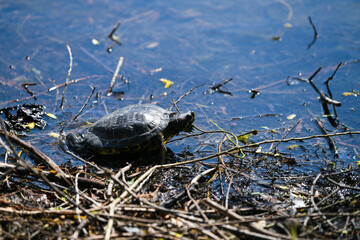wild turtle on the river