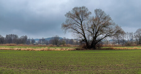 Bavarian agricultural view during winter with a lonely tree and bad rain clouds at the background