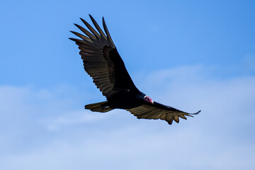 Volar 