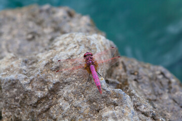 Red Dragonfly close up