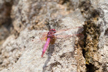 Red Dragonfly close up