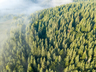 Coniferous trees on the slope of the mountain. Aerial drone view.
