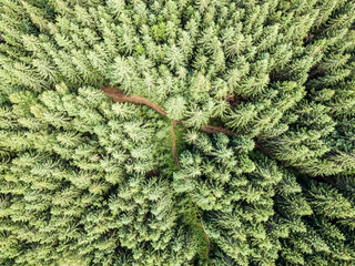 Coniferous trees on the slope of the mountain. Aerial drone view.