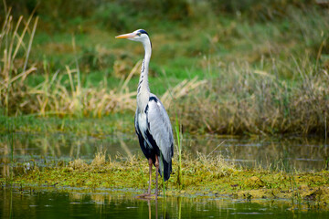 Gray heron, Ardea cinerea large common gray heron from lakes and rivers.