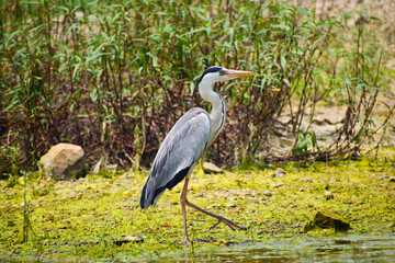 Gray heron, Ardea cinerea large common gray heron from lakes and rivers.