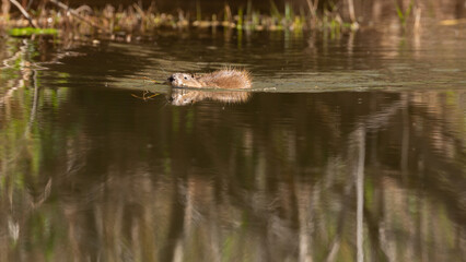 A muskrat swims in calm water carrying a tidbit to eat later while ripples extend to either side and trees are reflected in the water.