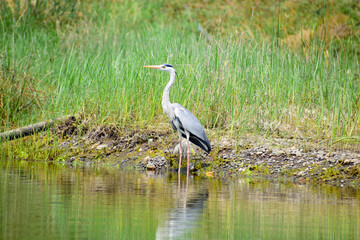 Gray heron, Ardea cinerea large common gray heron from lakes and rivers.