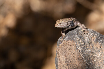 A desert spiny lizard lizard is facing the camera and sunning on a basalt rock in the morning light.  