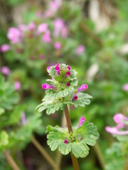 春の畑の畦に咲く満開のホトケノザ