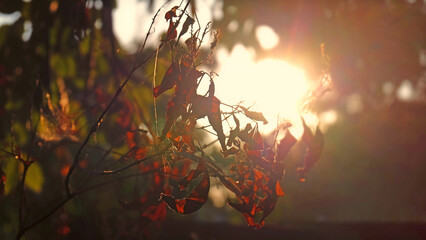 Dry leaves on tree and warm sunlight during sunset.