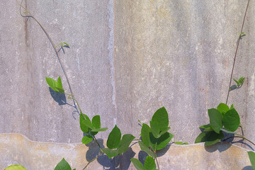 Creeping green vines of Ivy along on the tiled wall.