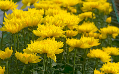 Yellow chrysanthemums blooming in the agricultural garden.