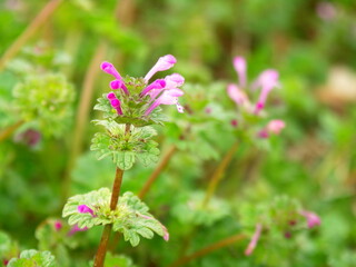 春の畑の畦に咲く満開のホトケノザ