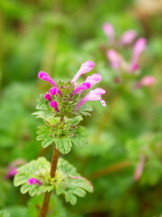 春の畑の畦に咲く満開のホトケノザ