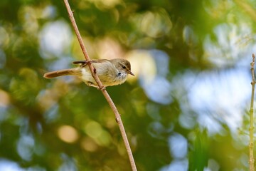 春や初夏の森で美しい声でさえずるかわいらしい小鳥ウグイス