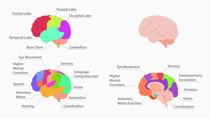 human brain anatomy