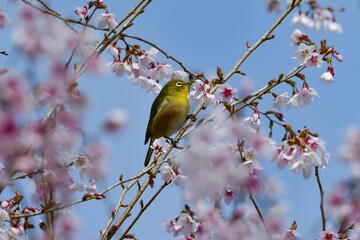 早春の青空の下、満開のさくらを訪れた目白