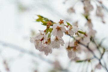 花散らしの雨しずく