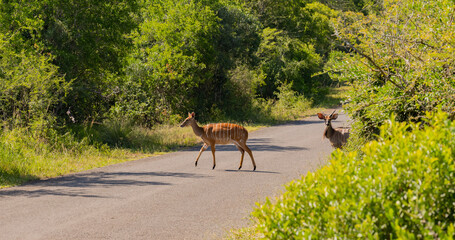 Fototapeta premium Weibliche und Männliche Nyala Antilope im Naturreservat Hluhluwe Nationalpark Südafrika
