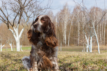 Brown spotted russian spaniel in the forest