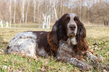 Brown spotted russian spaniel in the forest
