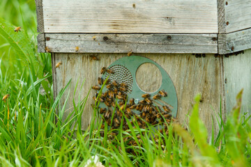 春になって活発に蜂が出入りする養蜂箱