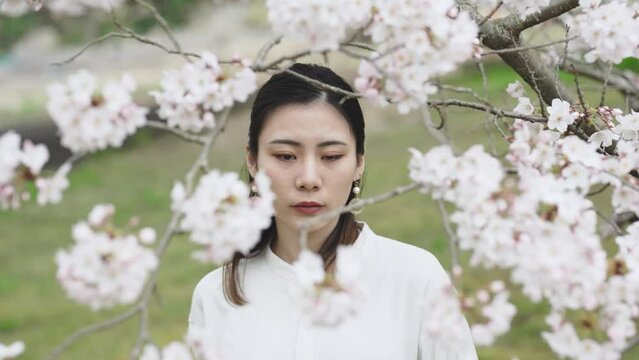 満開の桜の中を散策する女性