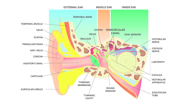 The anatomical structure of the human ear. Hear. Medic.