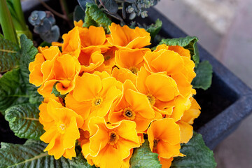 Primula acaulis, English primrose or Common primrose blooms in a pot